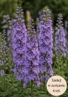 Ostróżka ogrodowa fioletowa (Pacific Astolat) C2, zestaw 4 szt.