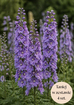 Ostróżka ogrodowa fioletowa (Pacific Astolat) C2, zestaw 4 szt.