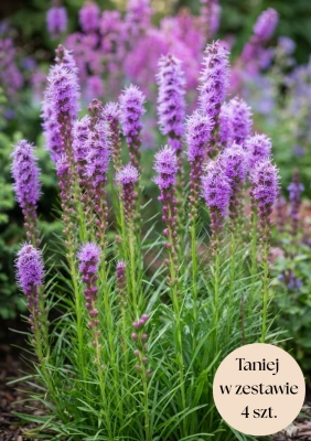 Liatra kłosowa fioletowa (Floristan Violet) C2, zestaw 4 szt.