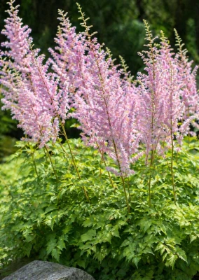 Tawułka chińska różowa C2