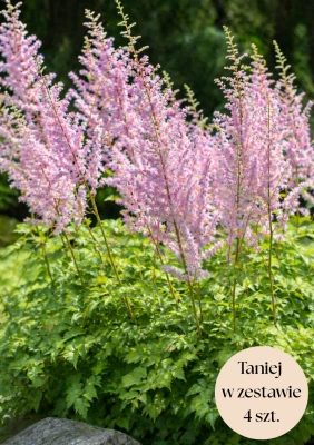 Tawułka chińska różowa C2, zestaw 4 szt.