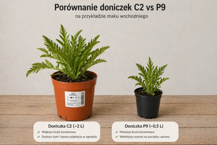 Mak wschodni czerwony sadzonka C2