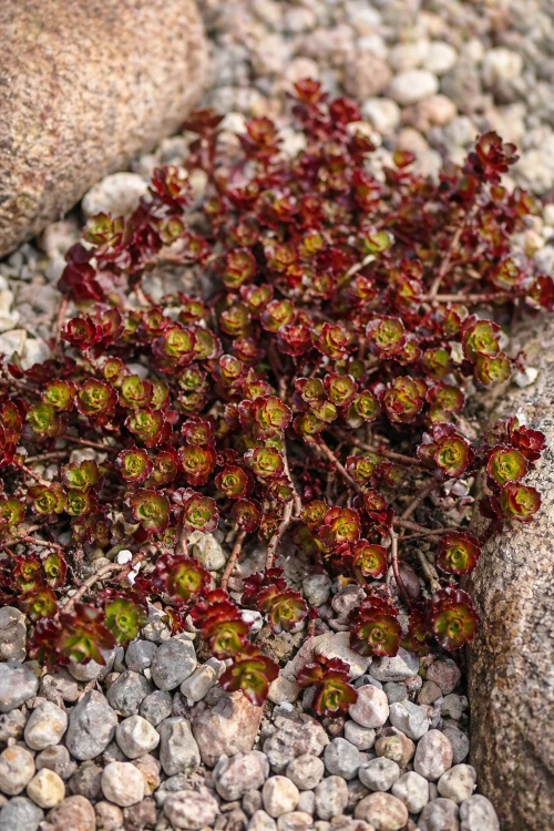 Rozchodnik kaukaski (Purpurteppich) sadzonka C2