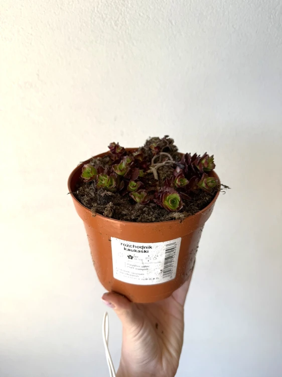 Rozchodnik kaukaski (Purpurteppich) sadzonka C2