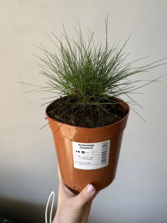 Kostrzewa Gautiera sadzonka C2