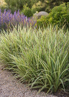 Turzyca Morrowa (Goldband) C2, trawa ozdobna