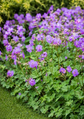 Bodziszek kantabryjski (Karmina) sadzonka P14