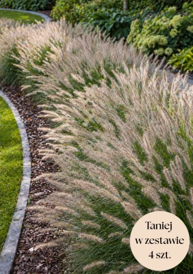 Rozplenica Japońska (Hameln) C2, zestaw 4 szt.