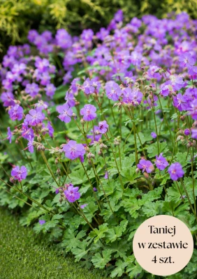  Bodziszek kantabryjski (Karmina) C2, zestaw 4 szt.