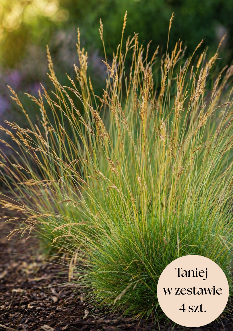 Kostrzewa Gautiera sadzonka C2, zestaw 4 szt.