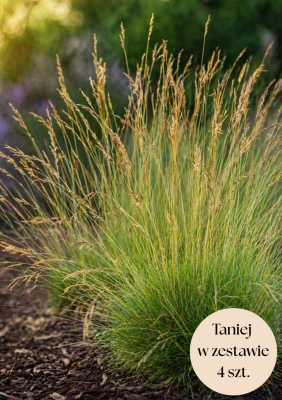 Kostrzewa Gautiera sadzonka C2, zestaw 4 szt.