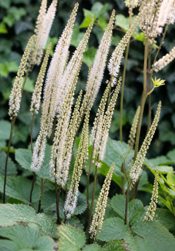 Pluskwica sercolistna sadzonka C2