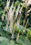 Pluskwica sercolistna sadzonka C2