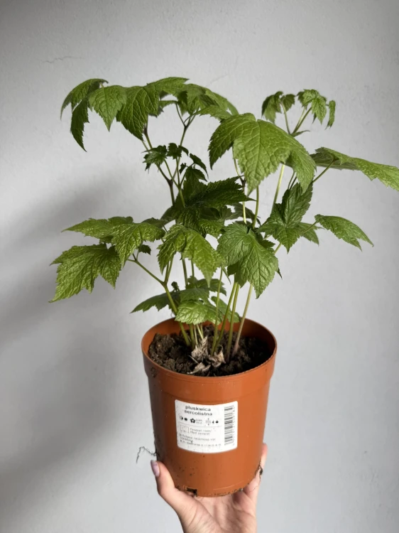 Pluskwica sercolistna sadzonka C2