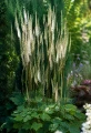 Pluskwica sercolistna sadzonka C2