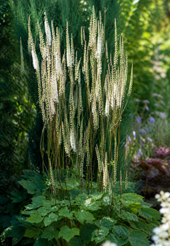Pluskwica sercolistna sadzonka C2