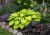 Funkia ogrodowa Hosta (Stained Glass)