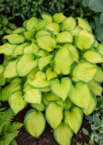 Funkia ogrodowa Hosta (Stained Glass)
