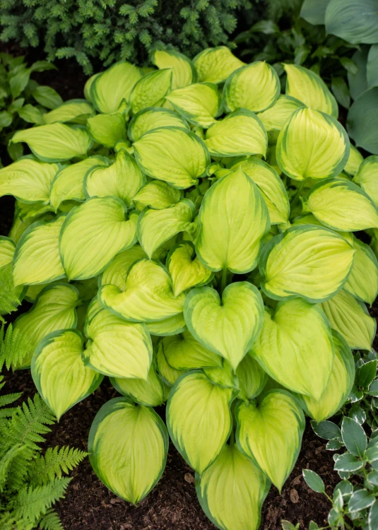 Funkia ogrodowa Hosta (Stained Glass)