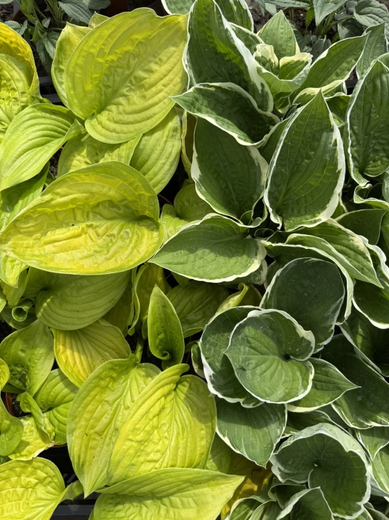Funkia ogrodowa Hosta (Francee)