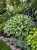 Funkia ogrodowa Hosta (Francee)