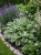 Funkia ogrodowa Hosta (Francee)