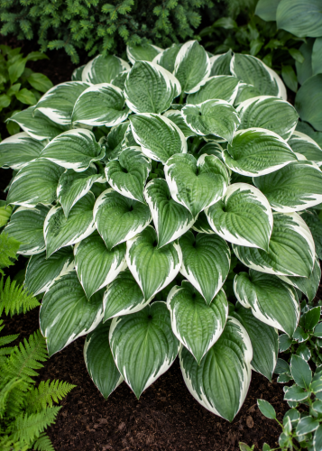 Funkia ogrodowa Hosta (Francee)