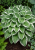 Funkia ogrodowa Hosta (Francee)