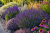 Lawenda wąskolistna Essence Purple