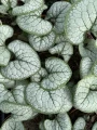 Brunnera wielkolistna sadzonka Silver Heart C2