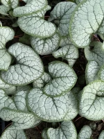 Brunnera wielkolistna Silver Heart sadzonka C2 - byliny ozdobne z liści