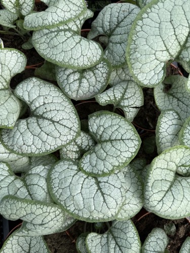 Brunnera wielkolistna sadzonka Silver Heart C2