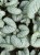 Brunnera wielkolistna sadzonka Silver Heart C2