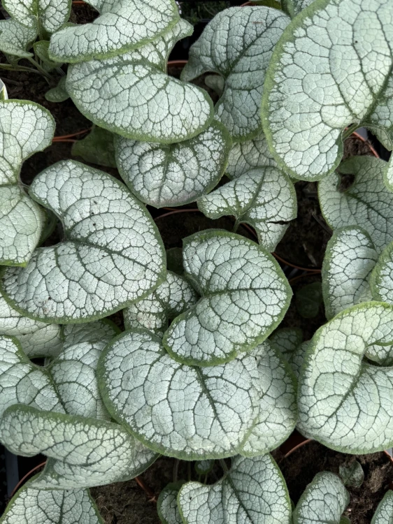 Brunnera wielkolistna sadzonka Silver Heart C2