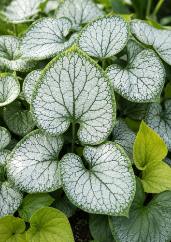Brunnera wielkolistna sadzonka Silver Heart C2