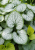 Brunnera wielkolistna sadzonka Silver Heart C2