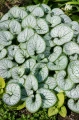 Brunnera wielkolistna sadzonka Silver Heart C2