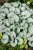 Brunnera wielkolistna sadzonka Silver Heart C2