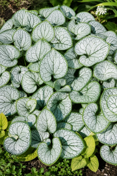 Brunnera wielkolistna sadzonka Silver Heart C2