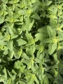 zioła oregano