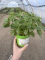 Zestaw ziół - tymianek, oregano, majeranek