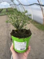 Zestaw ziół - tymianek, oregano, majeranek