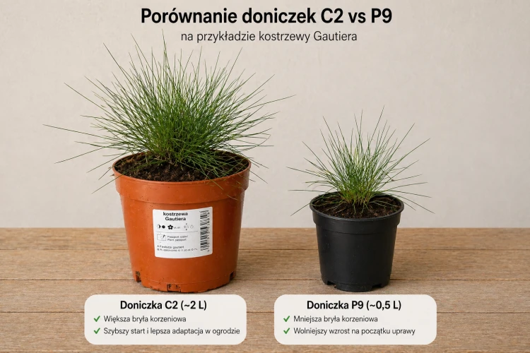 Kostrzewa Gautiera sadzonka C2