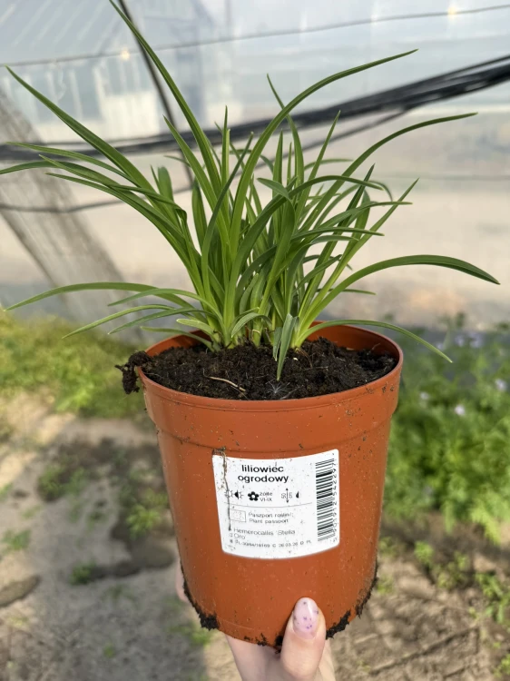 Liliowiec ogrodowy Crimson Pirate sadzonka C2