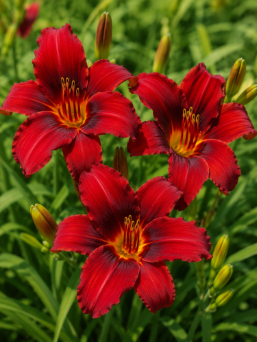 Liliowiec ogrodowy Crimson Pirate sadzonka C2