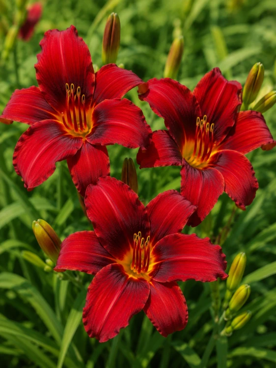 Liliowiec ogrodowy Crimson Pirate sadzonka C2