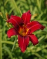 Liliowiec ogrodowy Crimson Pirate sadzonka C2
