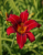 Liliowiec ogrodowy Crimson Pirate sadzonka C2
