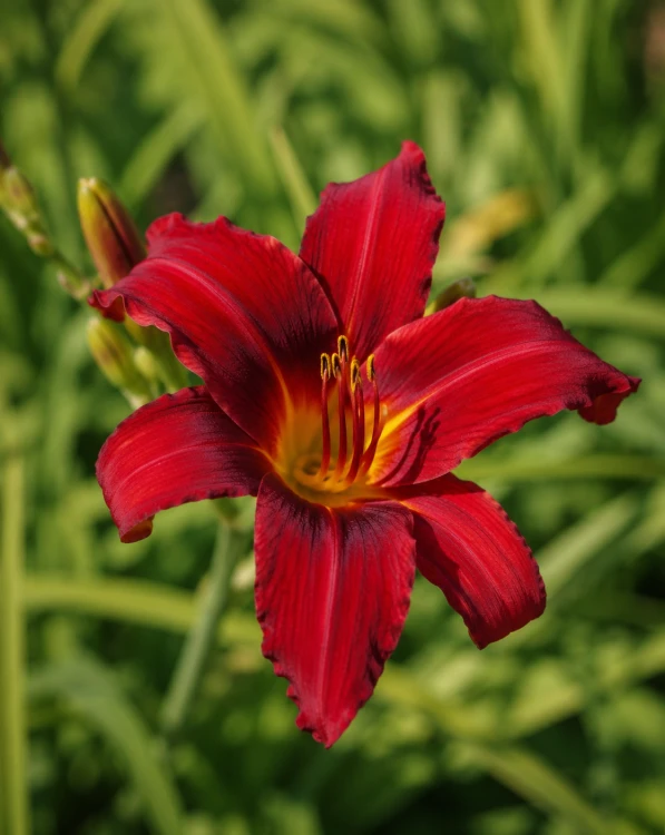 Liliowiec ogrodowy Crimson Pirate sadzonka C2