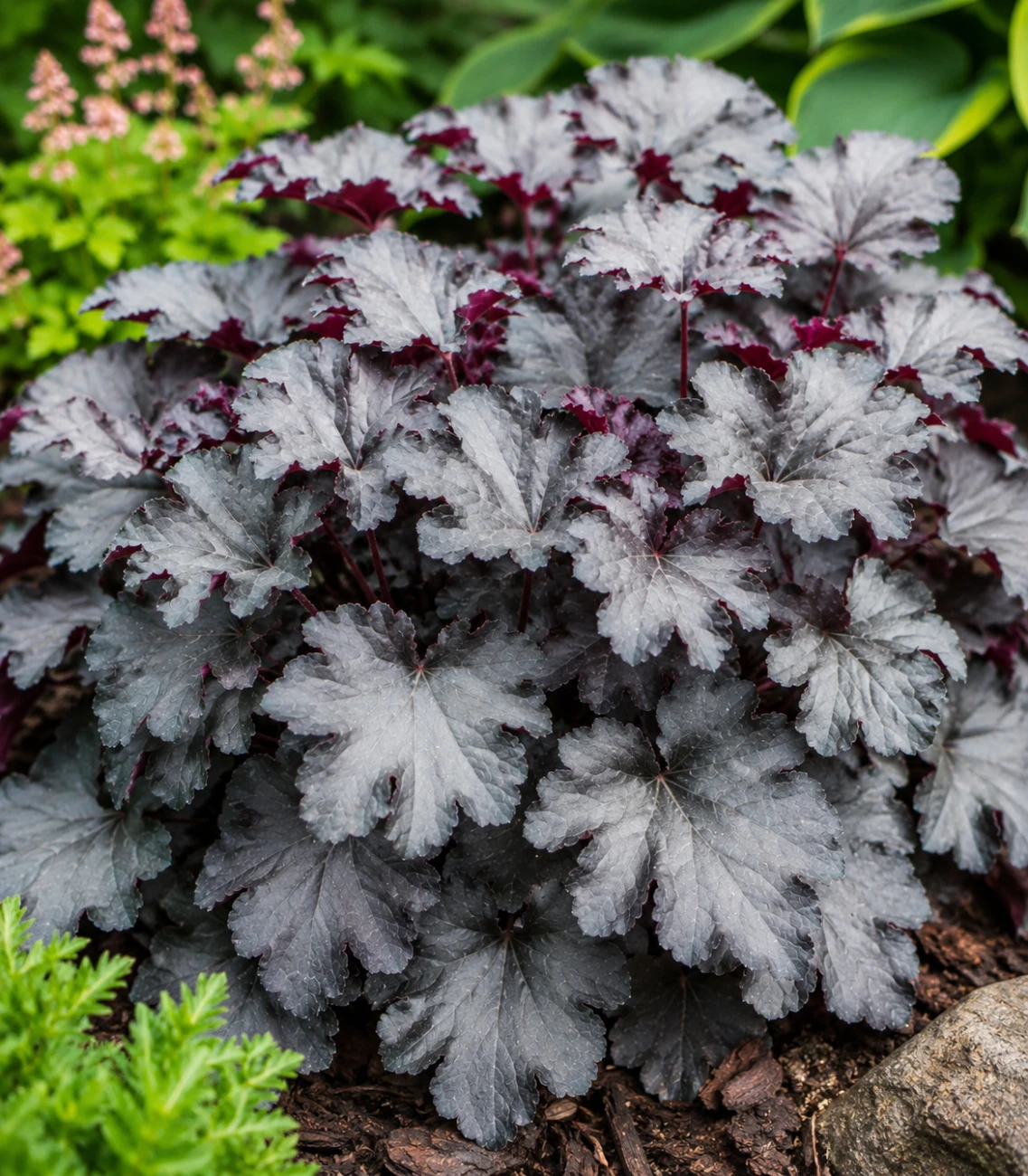 Żurawka Black Pearl sadzonka C2